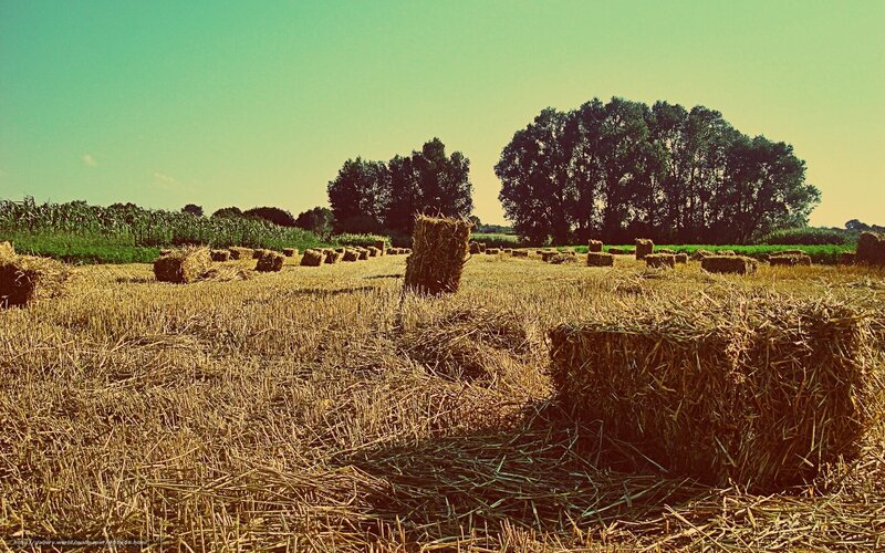 Hay bales in a harvested field