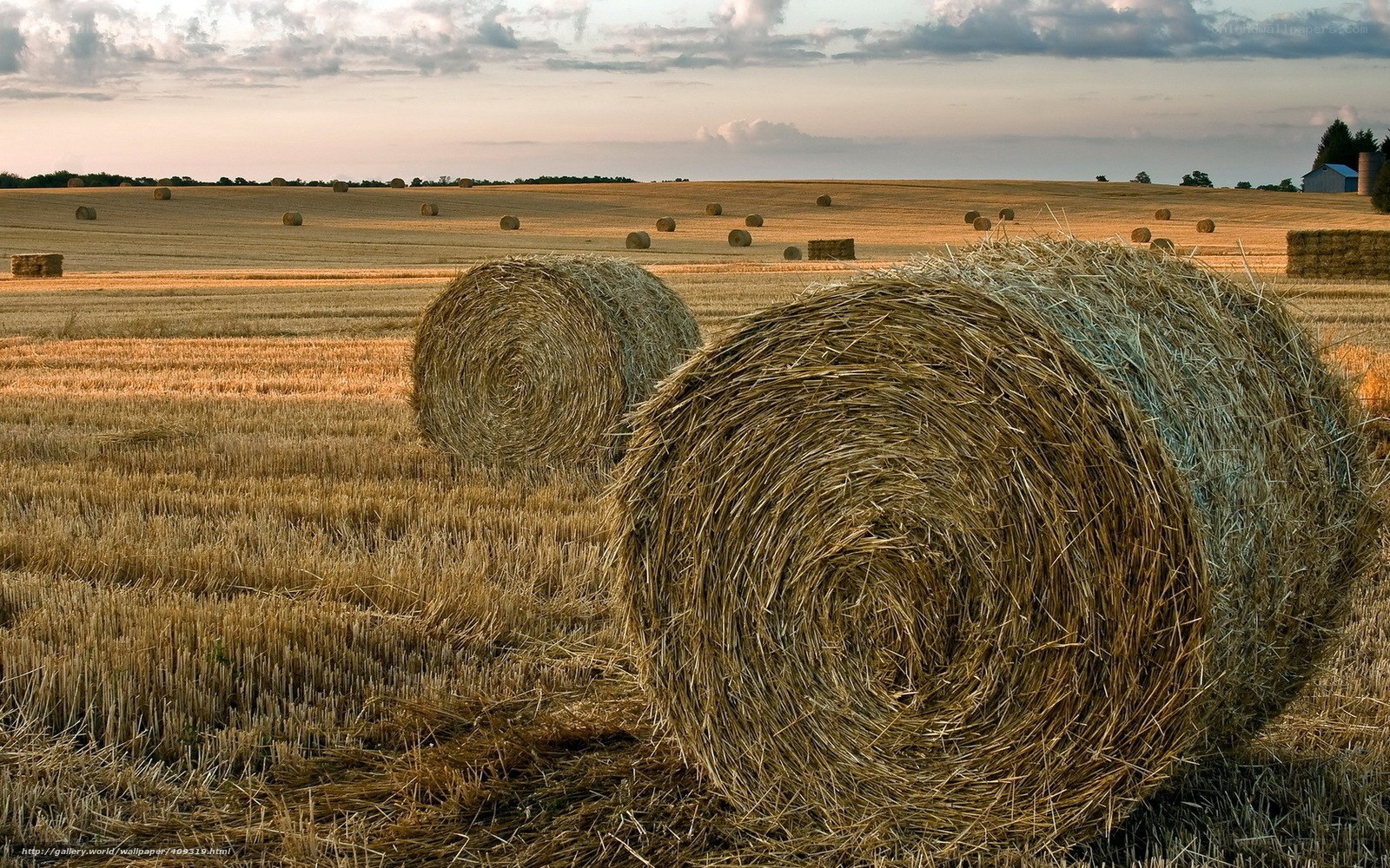 Hay bales in a harvested field