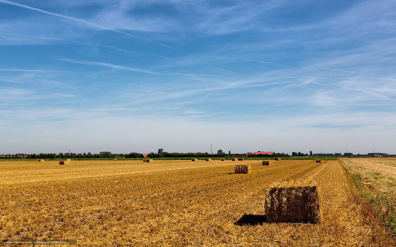 Hay bales in a harvested field
