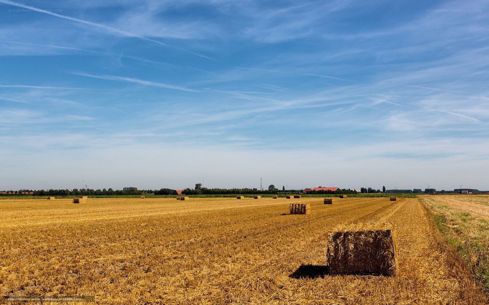Hay bales in a harvested field