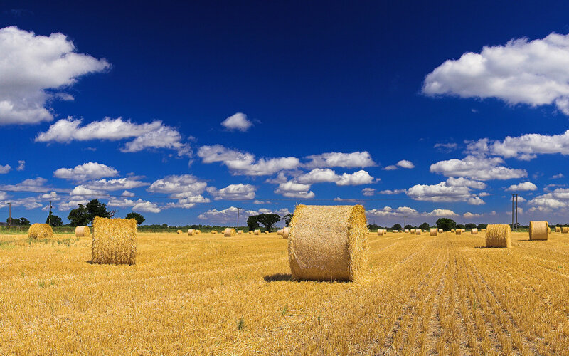 Hay bales in a harvested field