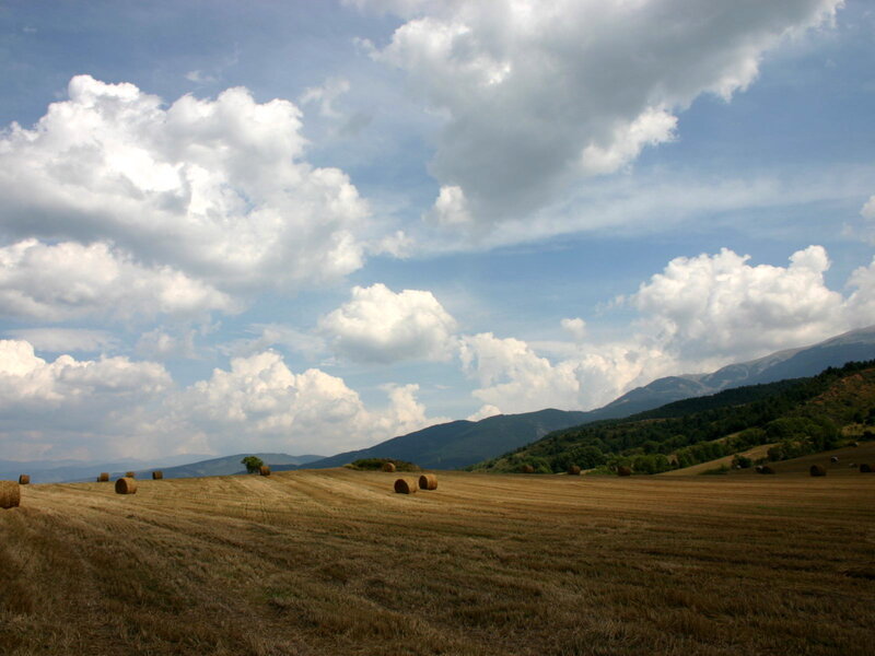 Hay bales in a harvested field