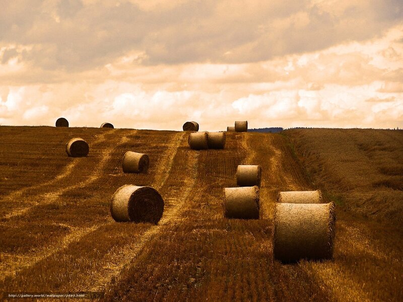 Hay bales in a harvested field