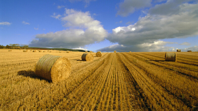 Hay bales in a harvested field