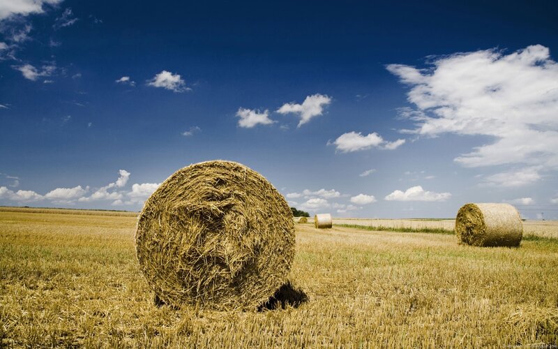 Hay bales in a harvested field