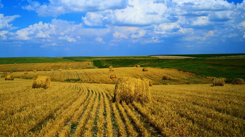 Hay bales in a harvested field