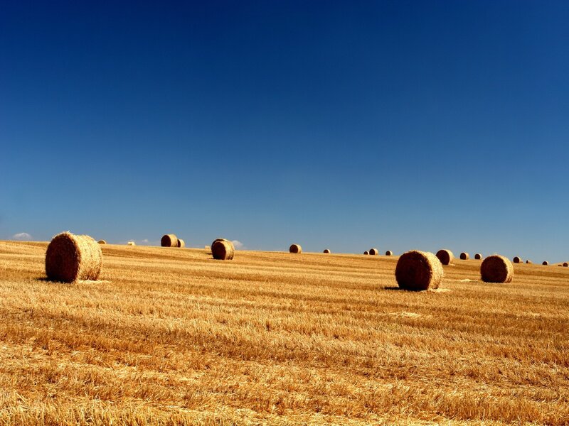 Hay bales in a harvested field