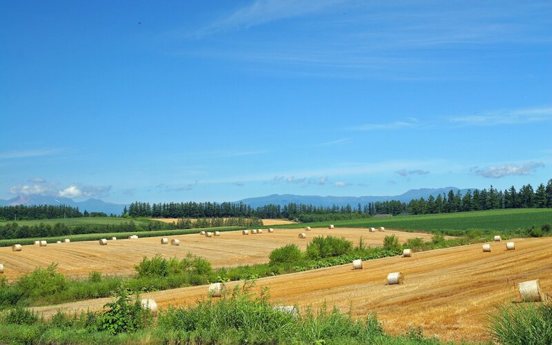 Hay bales in a harvested field