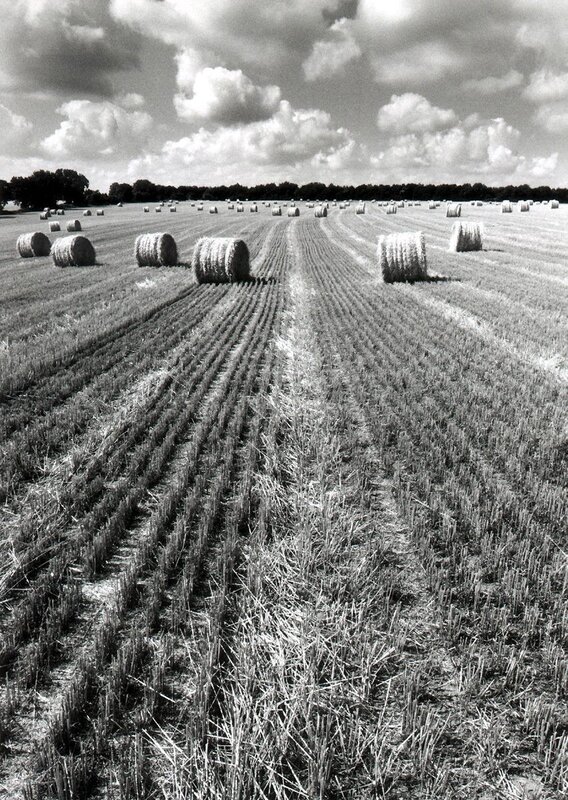 Hay bales in a harvested field