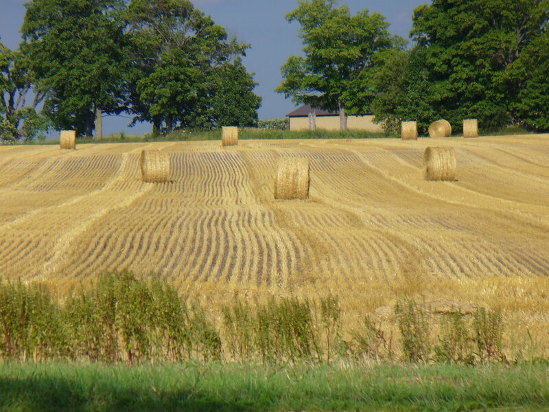 Hay bales in a harvested field