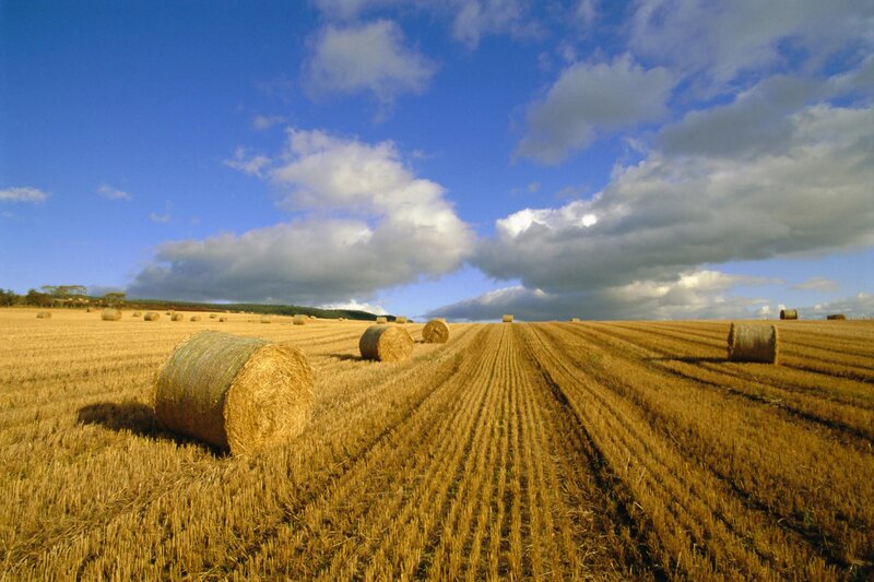 Hay bales in a harvested field