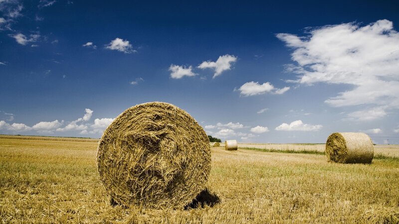 Hay bales in a harvested field