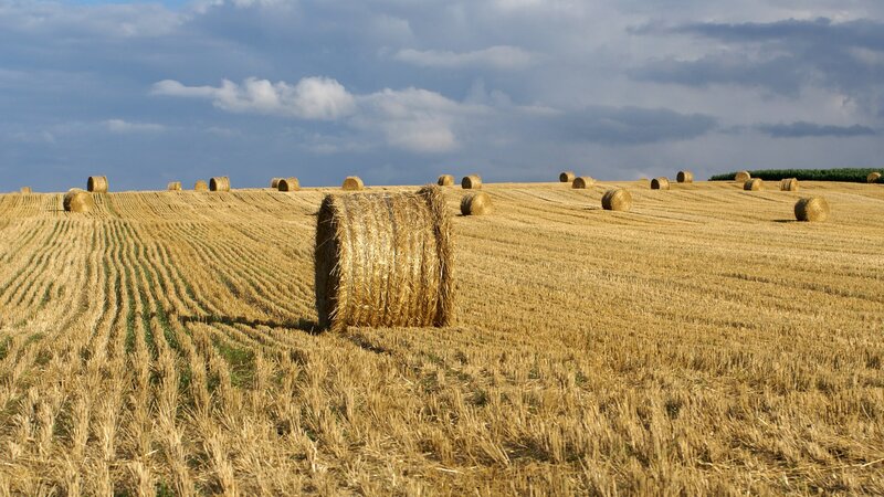 Hay bales in a harvested field