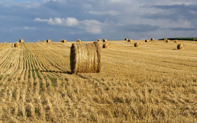 Hay bales in a harvested field