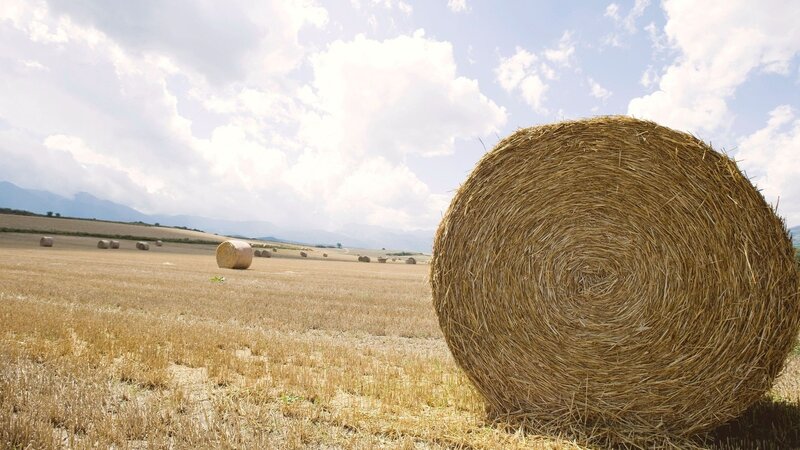 Hay bales in a harvested field
