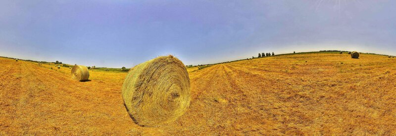 Hay bales in a harvested field