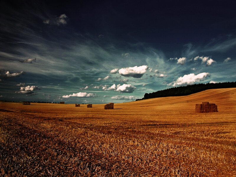 Hay bales in a harvested field