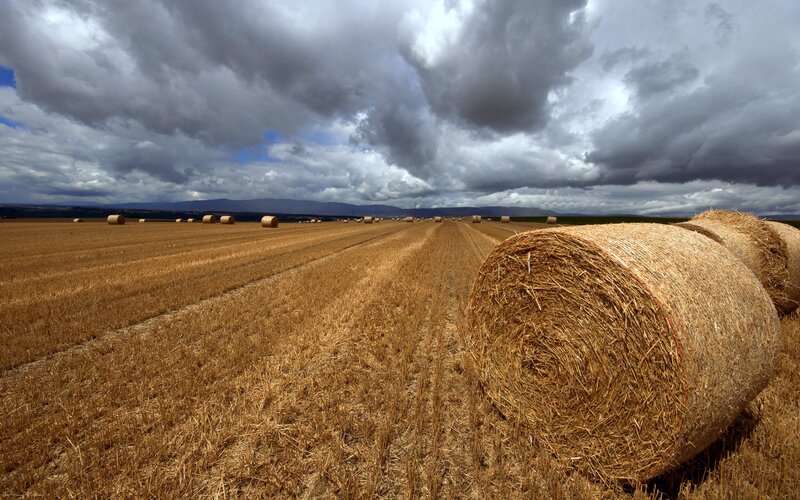 Hay bales in a harvested field