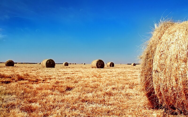 Hay bales in a harvested field