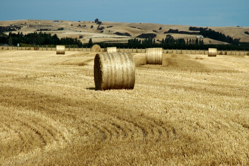 Hay bales in a harvested field