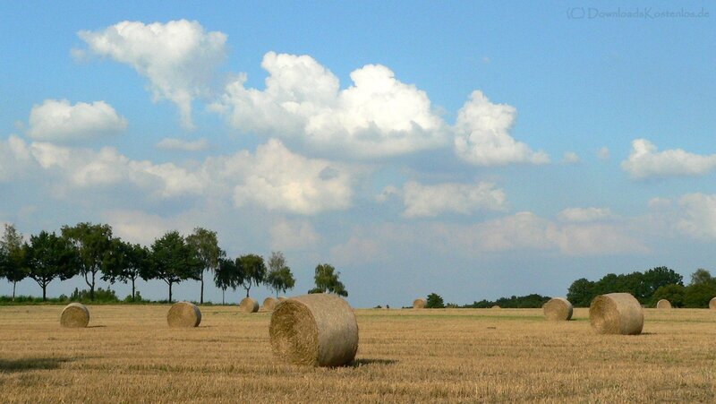 Hay bales in a harvested field