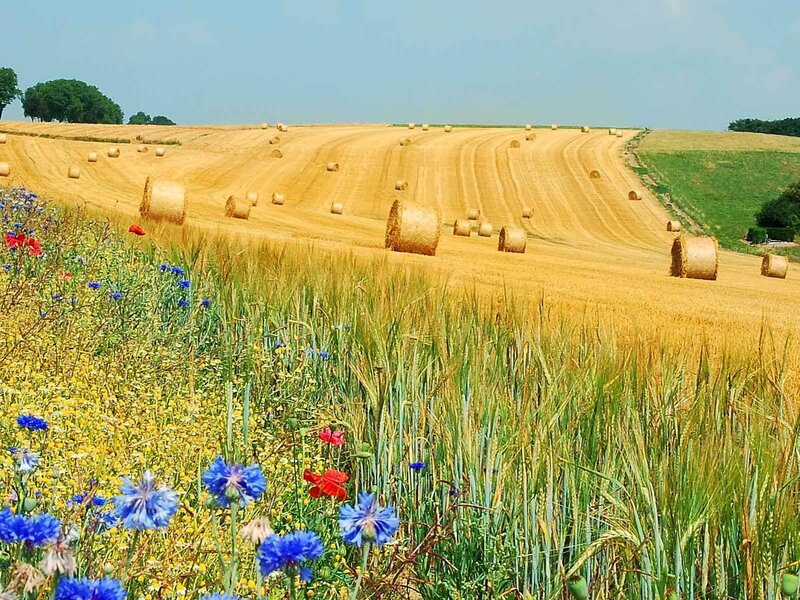 Hay bales in a harvested field