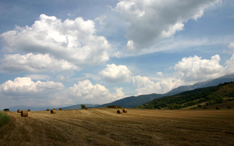 Hay bales in a harvested field