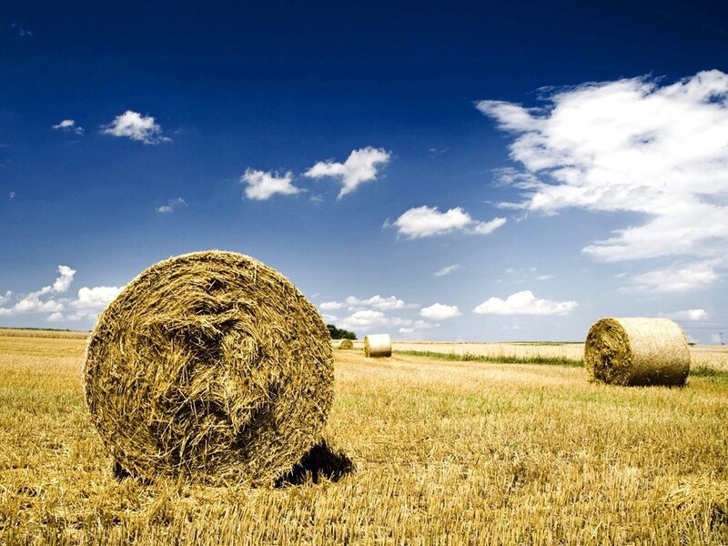 Hay bales in a harvested field