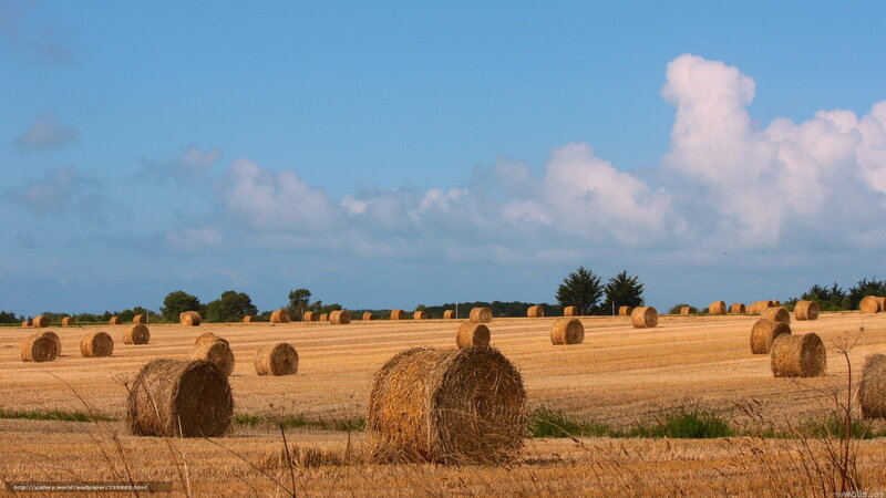 Hay bales in a harvested field