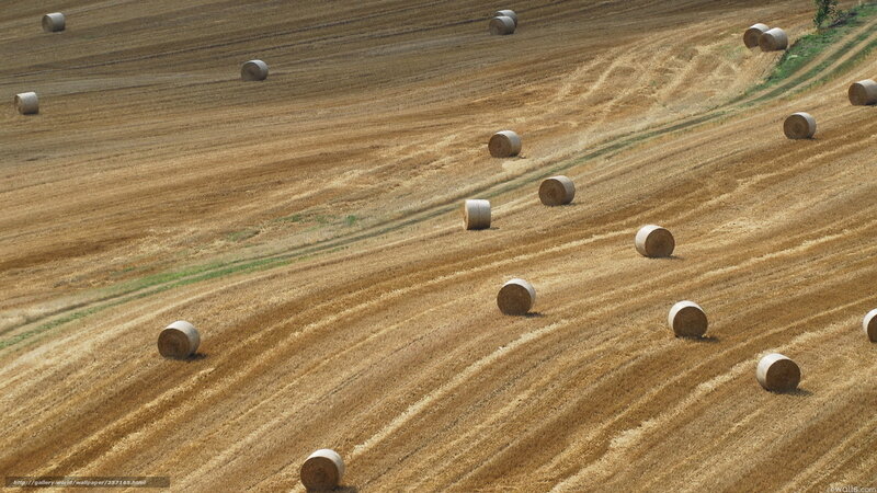 Hay bales in a harvested field