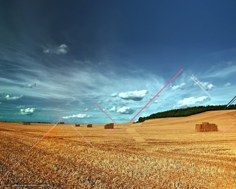 Hay bales in a harvested field