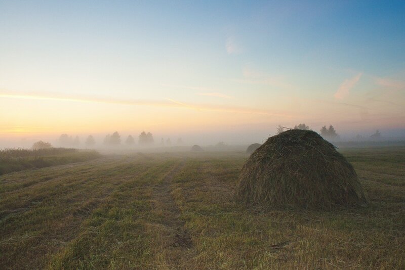 Hay bales in a misty field
