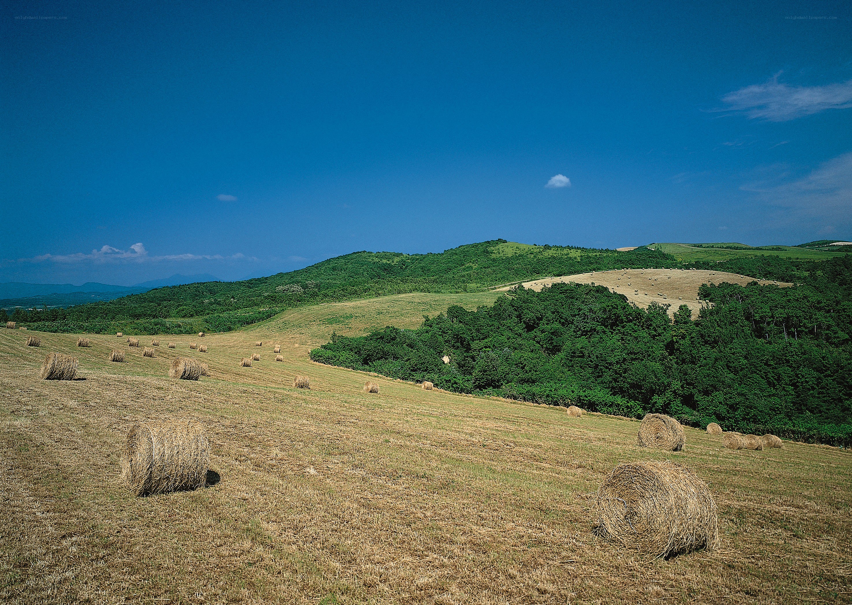Hay bales in a rolling field