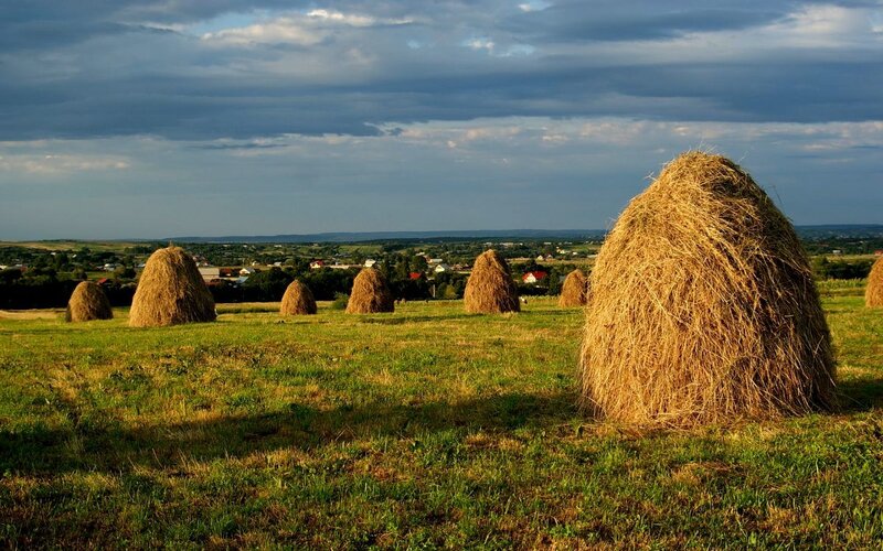 Hay bales in a rural field