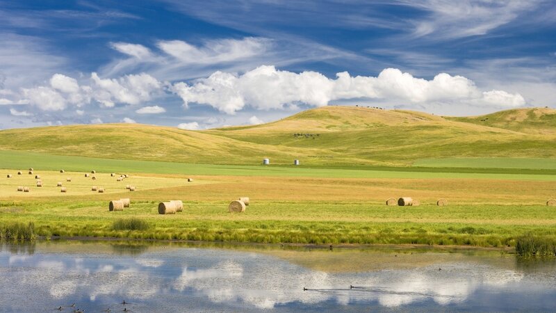 Hay bales in a rural landscape