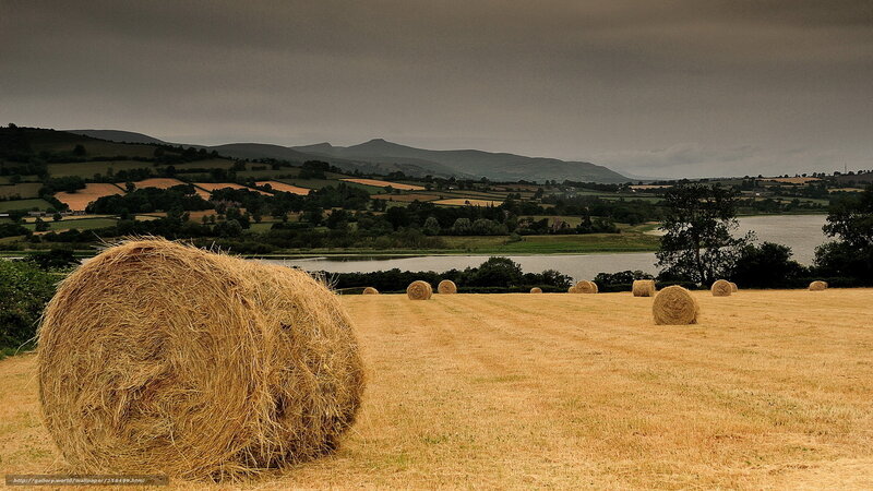 Hay bales in a rural landscape