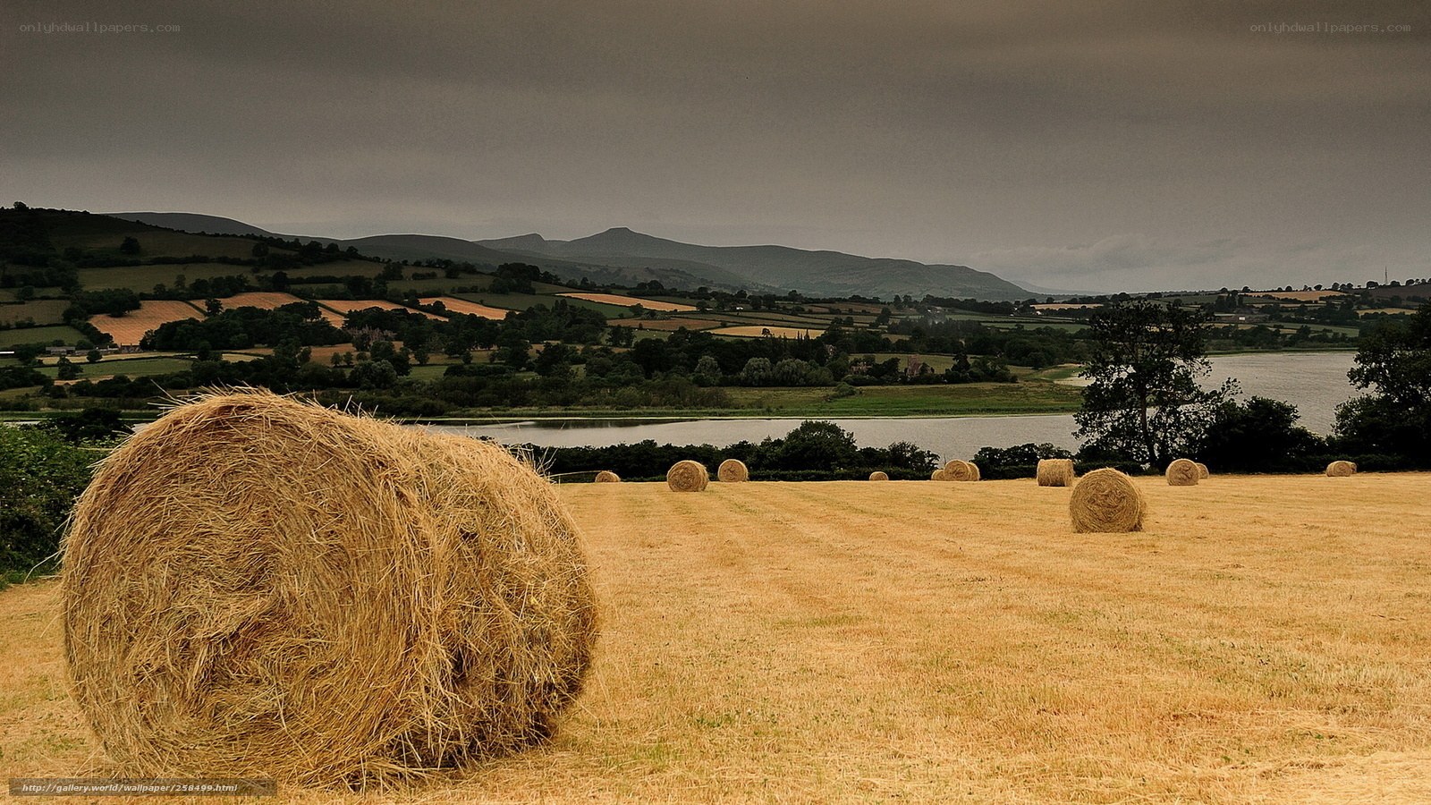 Hay bales in a rural landscape