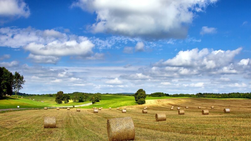 Hay bales in a sunny field