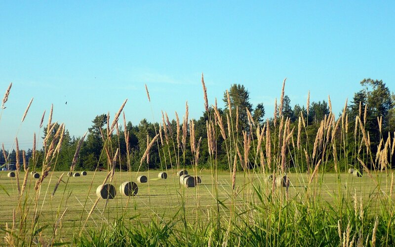 Hay bales in a sunny field
