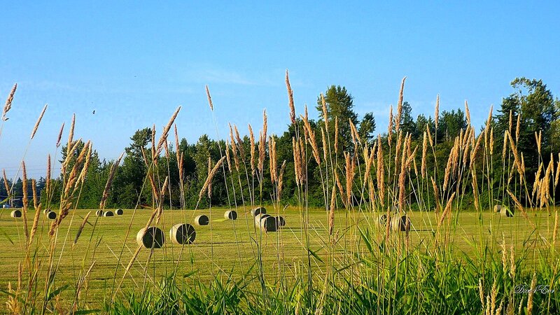 Hay bales in a sunny field