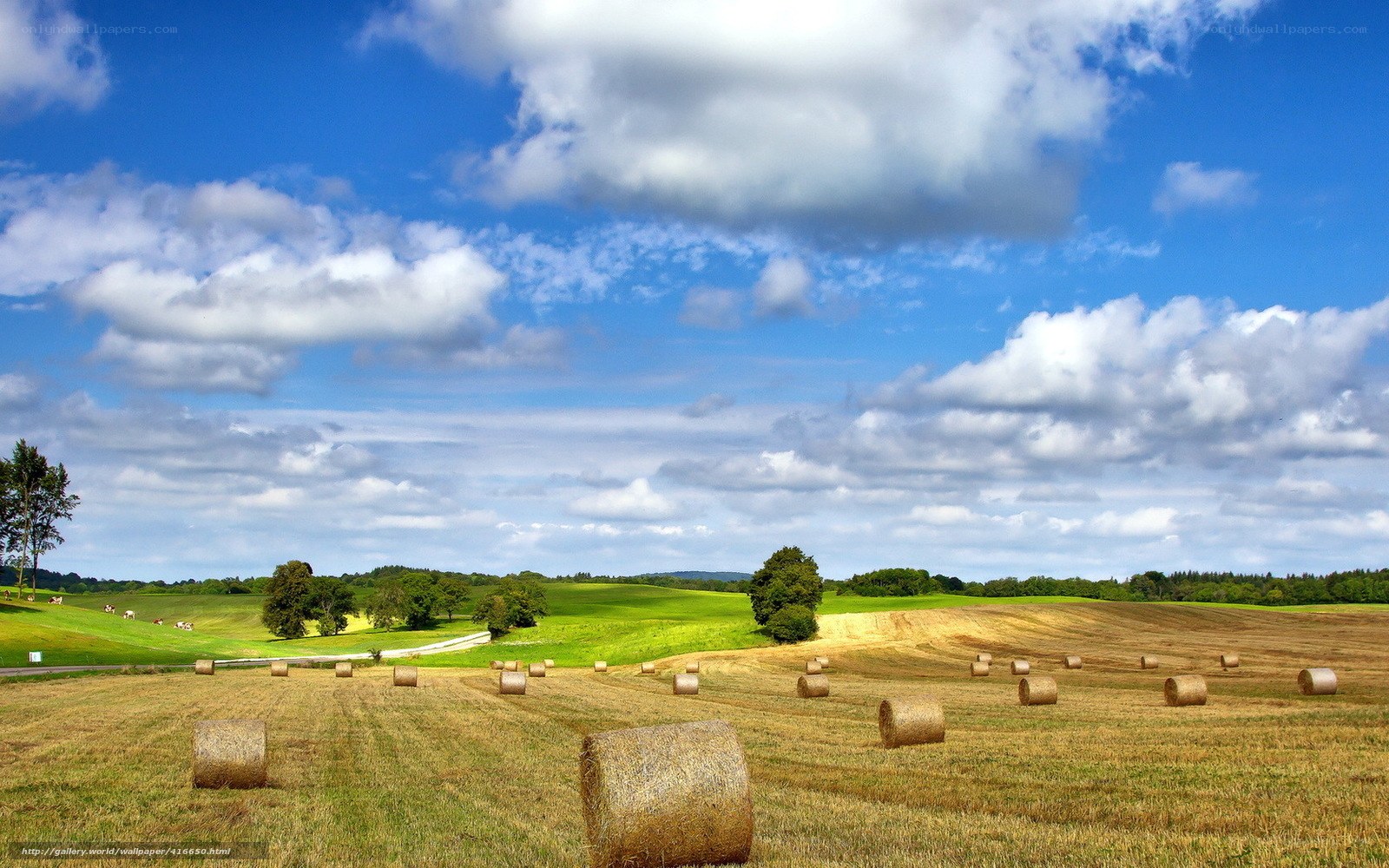 Hay bales in a sunny field
