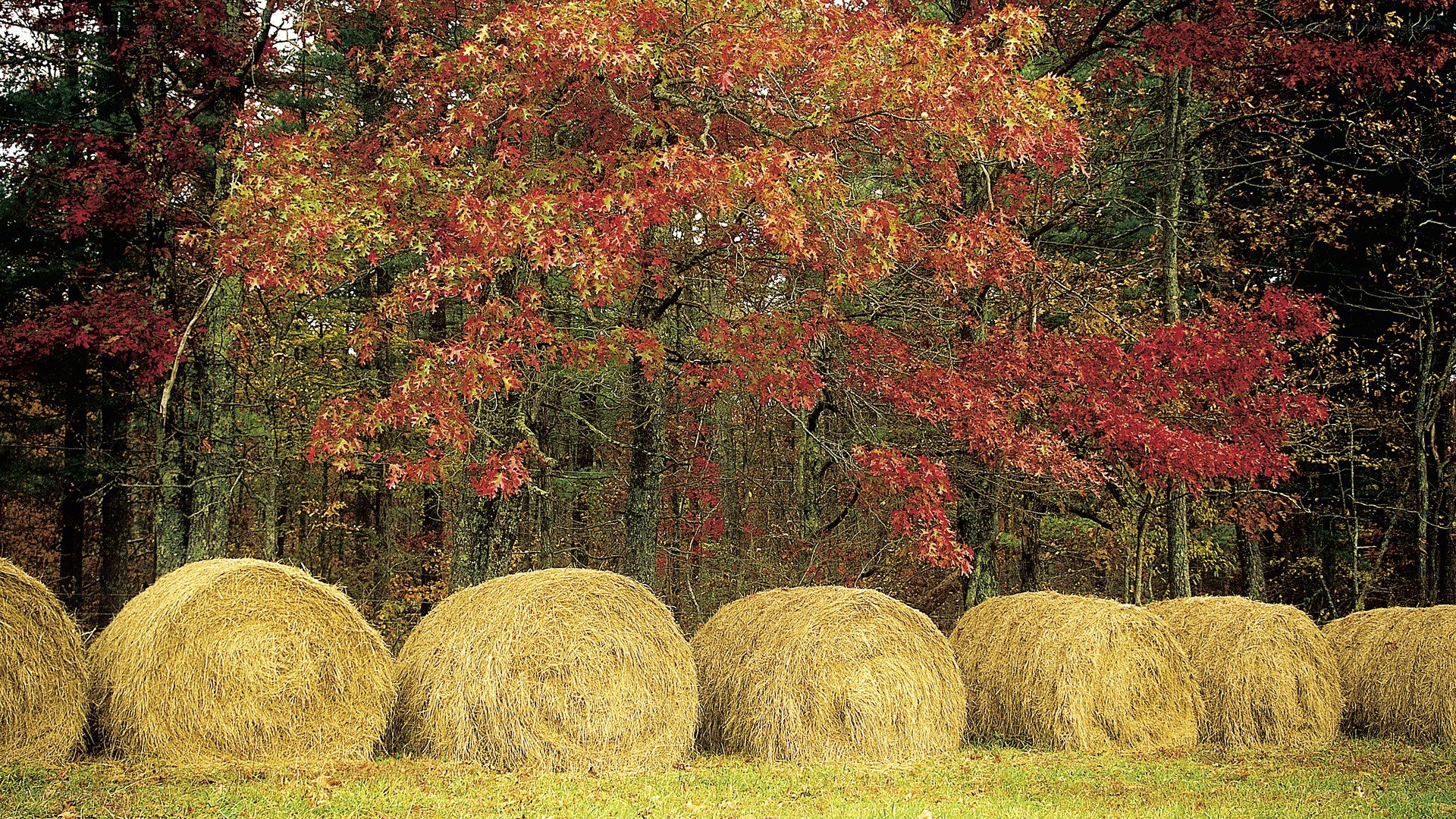 Hay bales in autumn forest