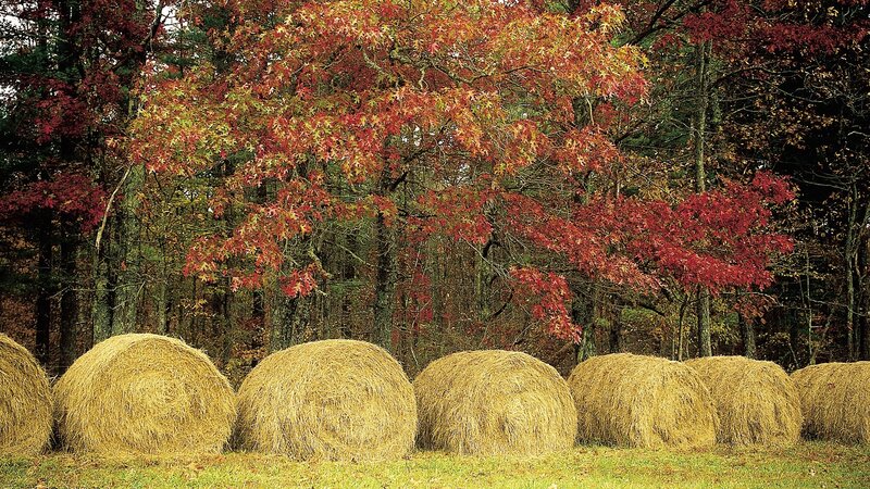 Hay Bales in Autumn