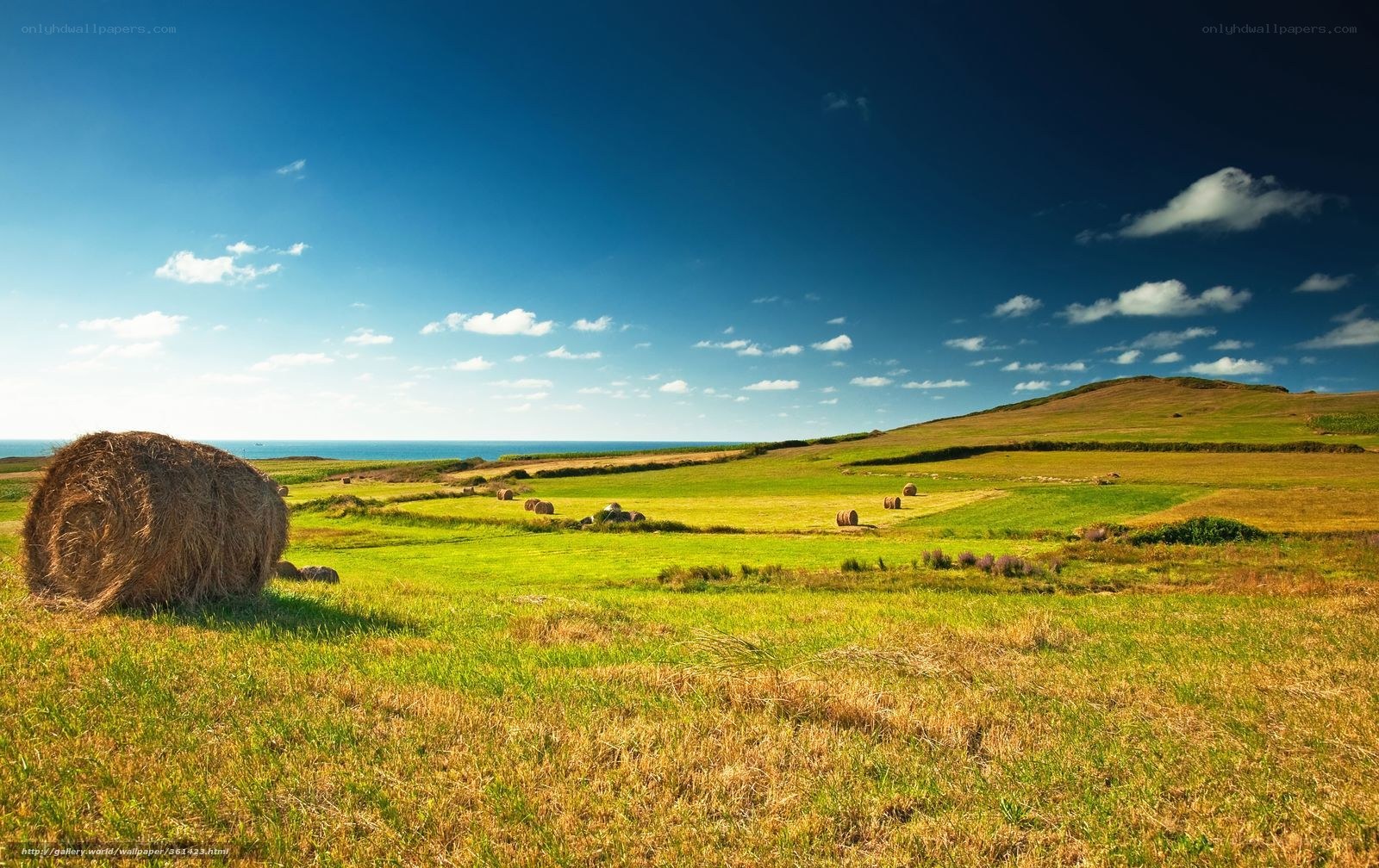 Hay bales in coastal field