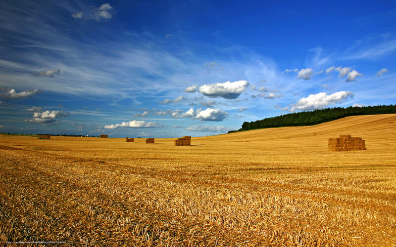 Hay Bales in Field — Blue, Serene, Afternoon, Photograph, Clouds, Trees