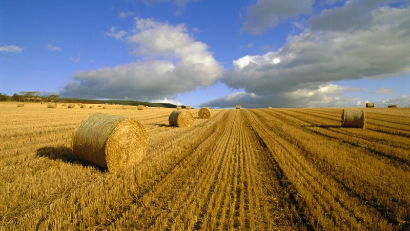 Hay Bales in Field — Blue, Serene, Afternoon, Photograph, Sky, Clouds, Trees