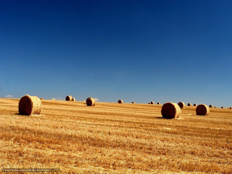 Hay Bales in Field — Blue, Serene, Afternoon, Photograph, Sky