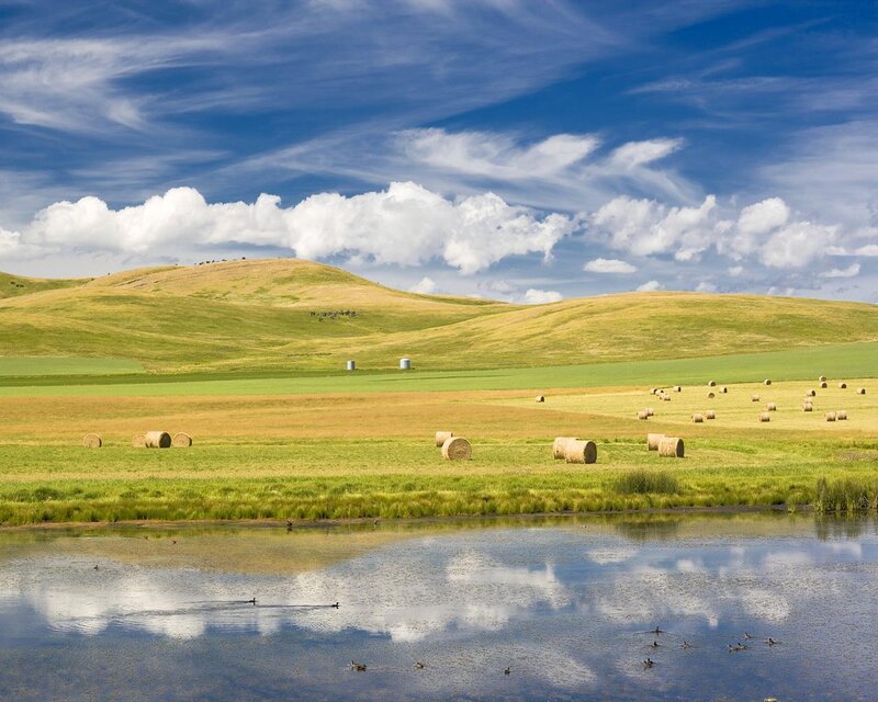 Hay Bales in Field — Blue, Serene, Afternoon, Photograph