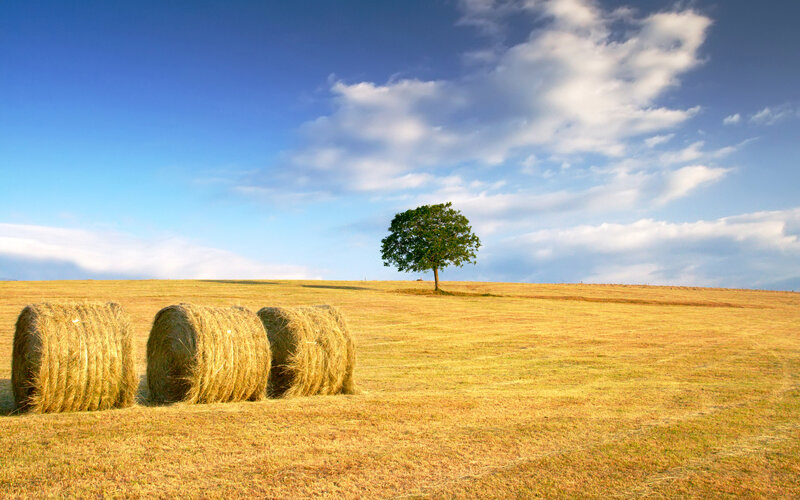 Hay Bales in Field — Blue, Serene, Afternoon, Photograph, Tree
