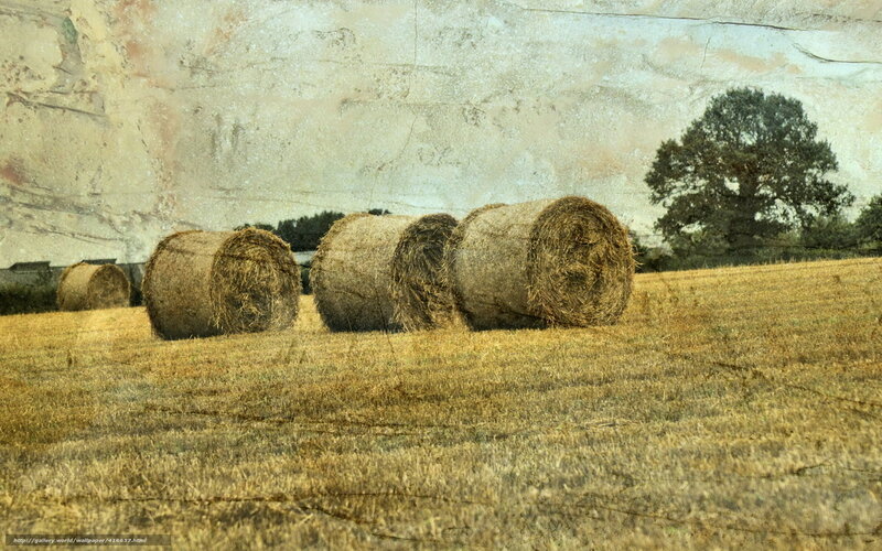 Hay Bales in Field — Brown, Calm, Afternoon
